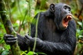 Shouting a Angry Chimpanzee. Royalty Free Stock Photo