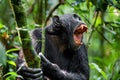 Shouting a Angry Chimpanzee. Royalty Free Stock Photo