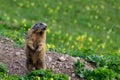 Shouting marmot groundhog on blossoming spring meadow