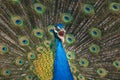 Shouting peacock on own plumage background