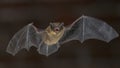 Shouting Pipistrelle bat in flight Royalty Free Stock Photo