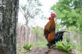 Shouting rooster Royalty Free Stock Photo