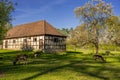 Fallow Dear Ludwigsburg favourite palace park in spring time , southern Germany Royalty Free Stock Photo