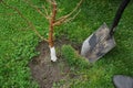 Shovel digs in the ground and green grass by a garden tree Royalty Free Stock Photo