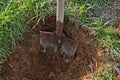 Shovel digs a hole for tree planting. Royalty Free Stock Photo