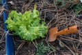 Shovel with Fresh green