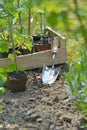 Shovel in garden to planting vegetable plant in garden