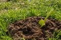 Shovel in the ground. A bed in the garden. Spring, summer time. Cultivation of the land Royalty Free Stock Photo