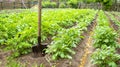 Shovel on the ground. Field of green potato bushes