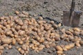 Shovel and potato crop in the garden Royalty Free Stock Photo