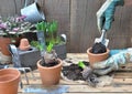 Shovel and put soil in a flower pot to potting hyacinth flower and gardening equipment on wooden table