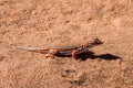 Shovel-snouted lizard in Namibia Royalty Free Stock Photo