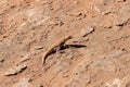 Shovel-snouted lizard in Namibia Royalty Free Stock Photo