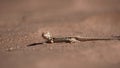 Shovel snouted lizard. NAMIB DESERT. Royalty Free Stock Photo