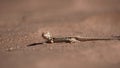 Shovel snouted lizard. NAMIB DESERT.