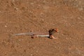 Shovel-snouted lizard in Namibia Royalty Free Stock Photo