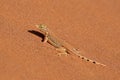 Shovel-snouted lizard on sand - Namibia Royalty Free Stock Photo