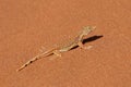 Shovel-snouted lizard on sand - Namibia Royalty Free Stock Photo