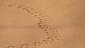 Lizard tracks, Namib desert, Namibia Royalty Free Stock Photo
