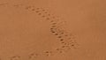 Lizard tracks on sand in Namib desert, Namibia Royalty Free Stock Photo