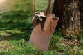 Shovel spade in the garden oak tree spring Royalty Free Stock Photo