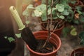 Shovel sticking out of the pot with plant closeup. Royalty Free Stock Photo