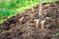 Shovel stuck in the ground on the garden bed. Gardening tool and equipment. Garden work at summer or spring Royalty Free Stock Photo