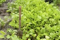 The shovel is stuck in the ground among the green vegetable leaves. Organic products grow in the agricultural field. The Royalty Free Stock Photo