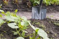 Shovel on the vegetable garden. Kitchen-garden. Harvest. Beet, potato and pumpkin sprouts.