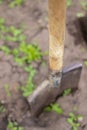 A shovel with a wooden handle stands in the ground.