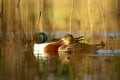 The Shoveled Bird (Spatula clypeata)