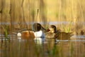 The Shoveled Bird (Spatula clypeata)