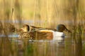 The Shoveled Bird (Spatula clypeata)