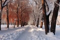 shoveled pathway through a snow-covered park