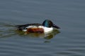 Shoveler duck