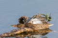 Shoveler Royalty Free Stock Photo