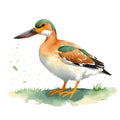 Shoveler duck in cartoon style. Cute Little Cartoon Shoveler duck isolated on white background. Watercolor drawing, hand-drawn Royalty Free Stock Photo