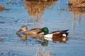 Shoveler Pair, Male/Female Royalty Free Stock Photo