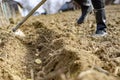 Shoveling the soil over planted potates in the trench