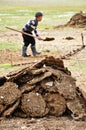 Shoveling Yak Dung, Tajikistan Royalty Free Stock Photo