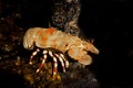 Shoveller Crayfish, scyllarides elizabethae, South Africa Royalty Free Stock Photo