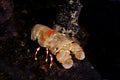Shoveller Crayfish, scyllarides elizabethae, South Africa Royalty Free Stock Photo