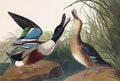 Shoveller Duck illustration Royalty Free Stock Photo