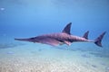 Shovelnose Royalty Free Stock Photo