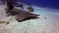 Shovelnose Shark Close Up.Whitespotted Guitarfish.Shovelnose Ray. Blue Sunlit Sea