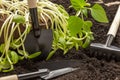 Shovels, rakes and sunflower sprouts on the ground Royalty Free Stock Photo