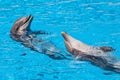 Show of beautiful dolphin jumps in zoo pool Royalty Free Stock Photo