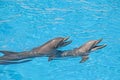 Show of beautiful dolphin jumps in zoo pool Royalty Free Stock Photo