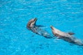 Show of beautiful dolphin jumps in zoo pool Royalty Free Stock Photo