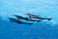 Show of beautiful dolphin jumps in zoo pool Royalty Free Stock Photo